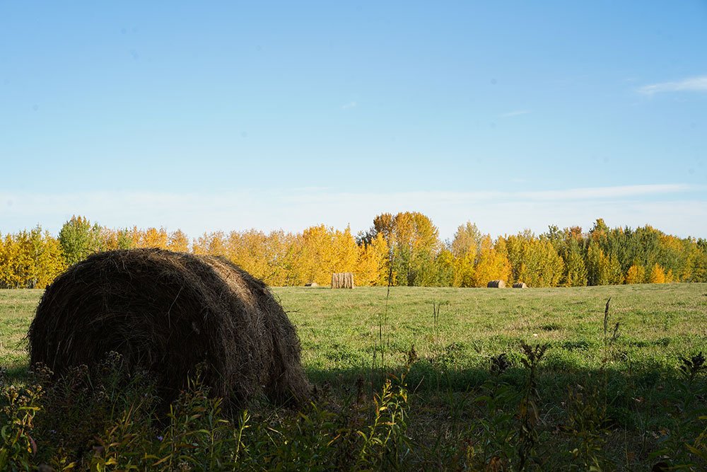 Calgary Skyline services for seniors